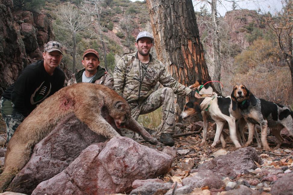 guided mountain lion hunts
