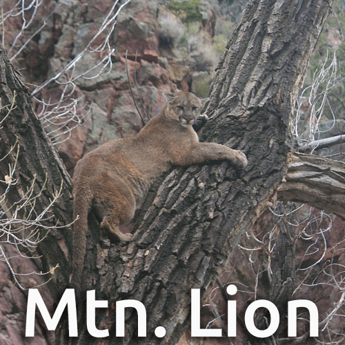 Nevada guided mountain lion hunts