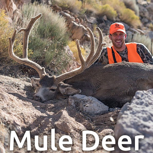 utah guided mule deer hunts pine valley