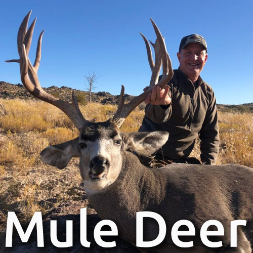 nevada trophy mule deer guided hunts
