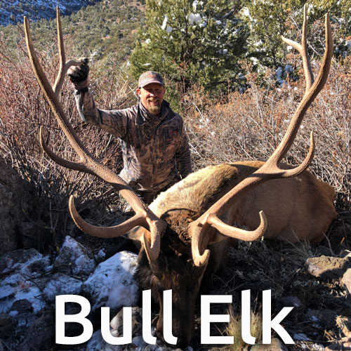 Nevada guided trophy bull elk hunting