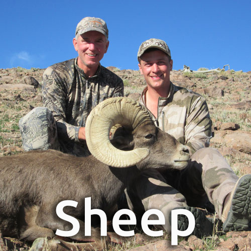 Nevada guided trophy desert sheep hunting