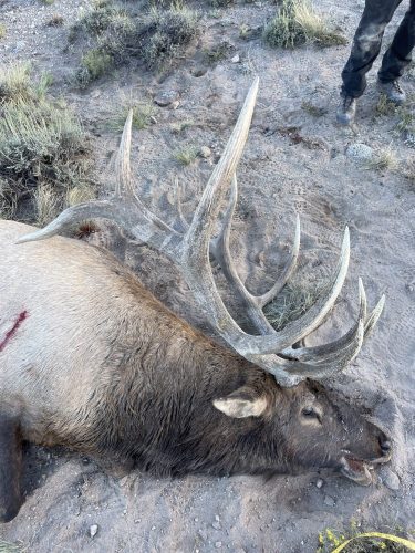 Dutton Muzzleloader Bull