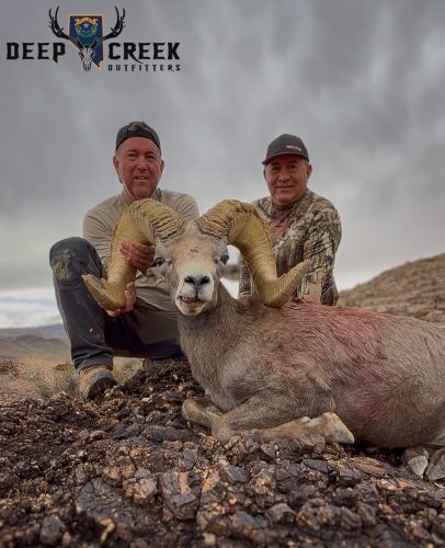 Desert Bighorn Sheep