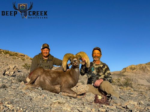Desert Bighorn Sheep