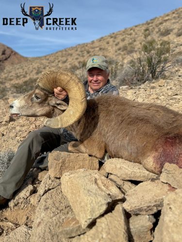Desert Bighorn Sheep